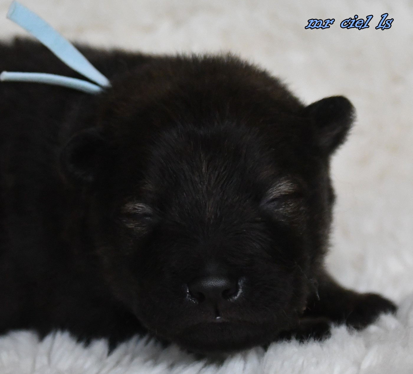 CHIOT 6
