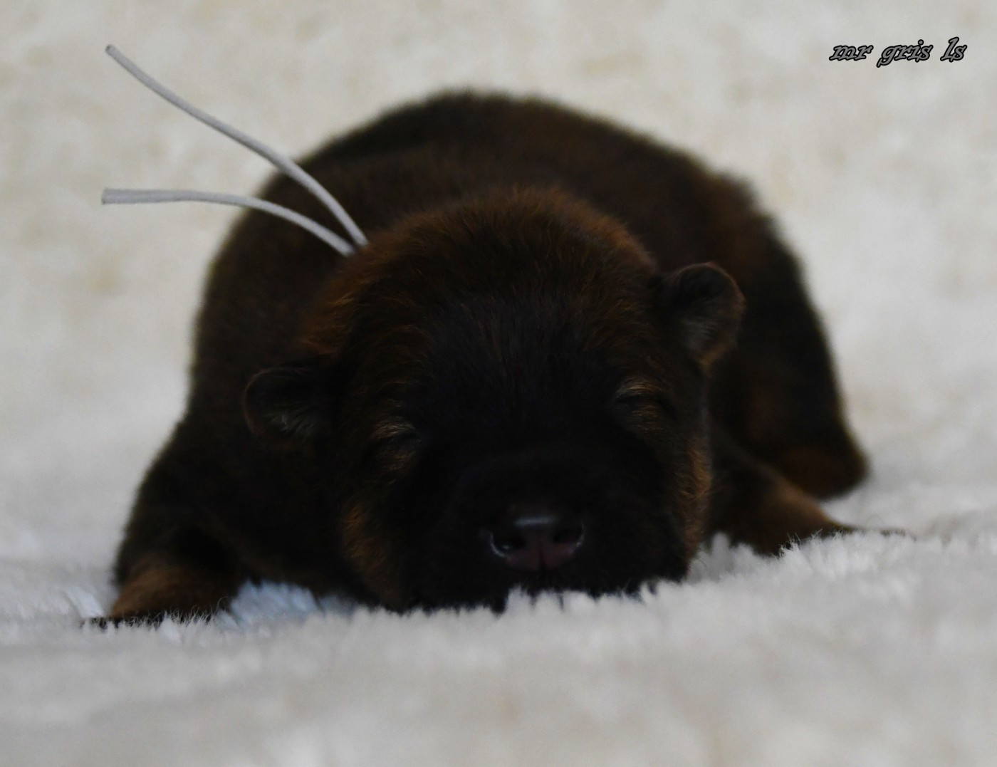 CHIOT 7