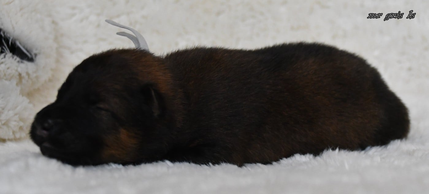 CHIOT 7