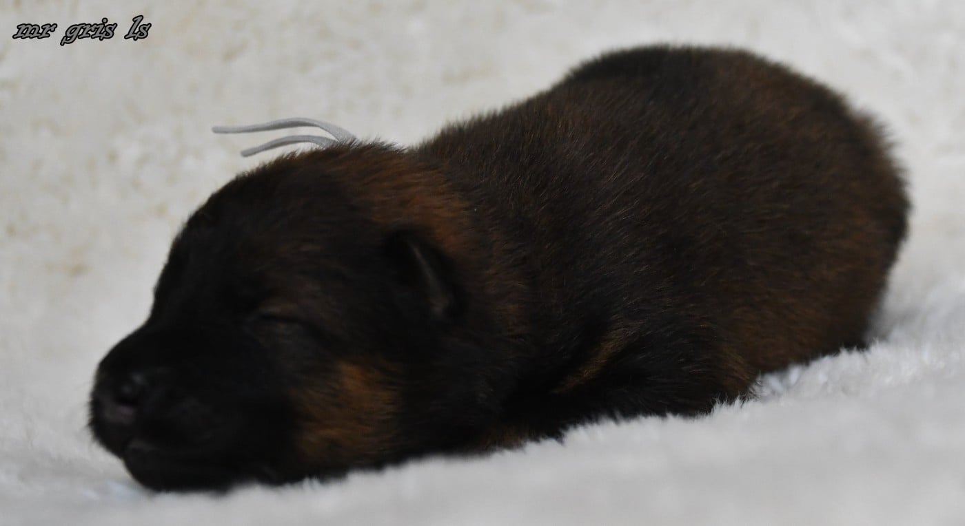 CHIOT 7