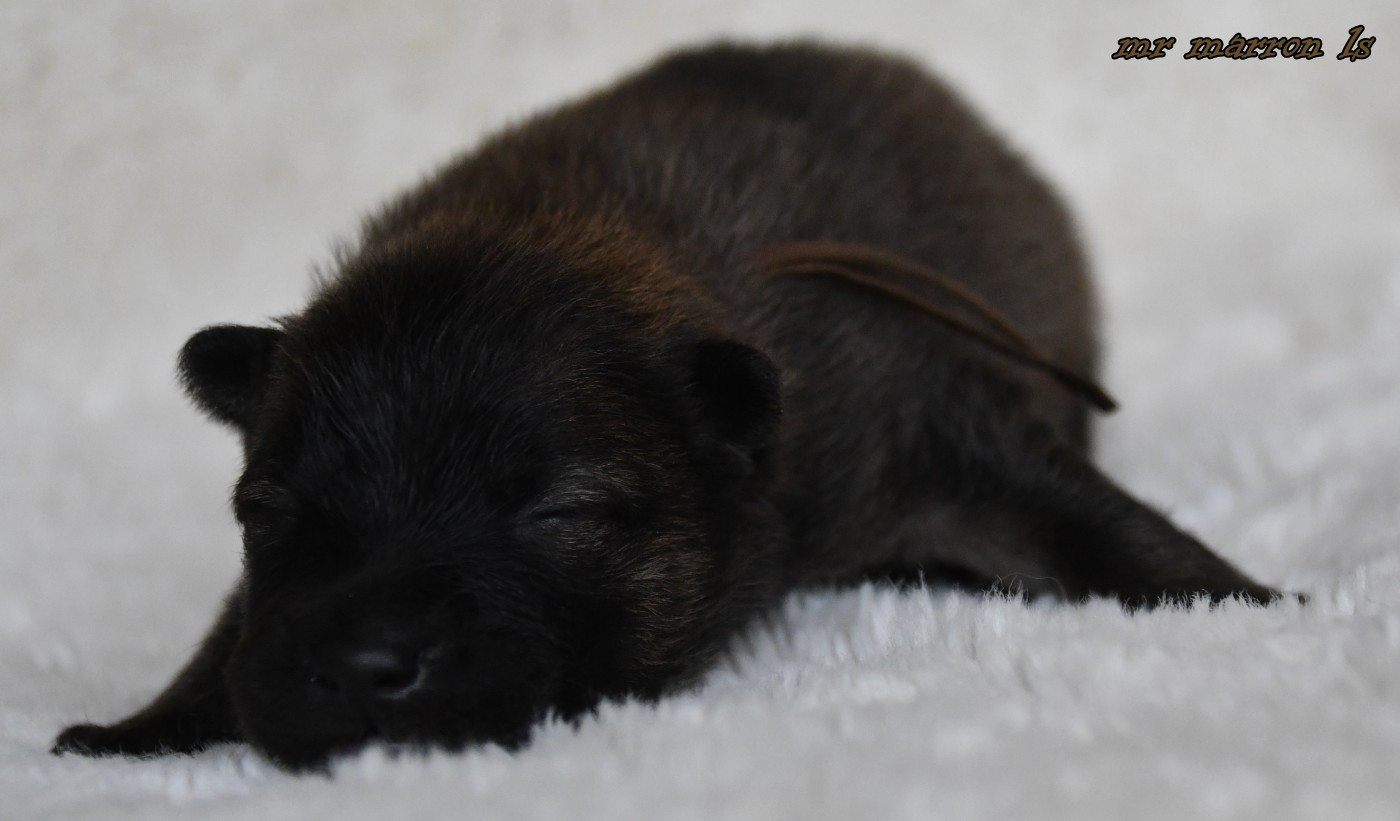 CHIOT 8