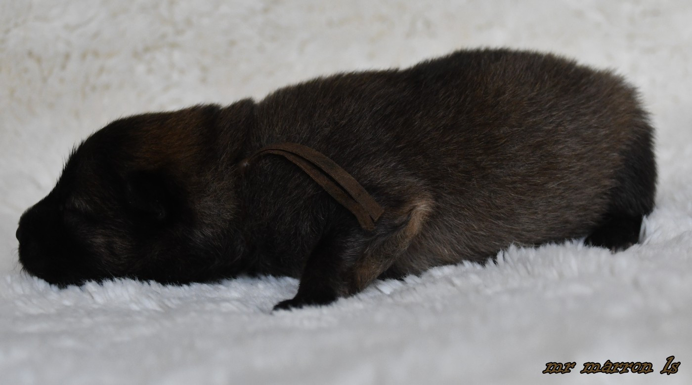 CHIOT 8