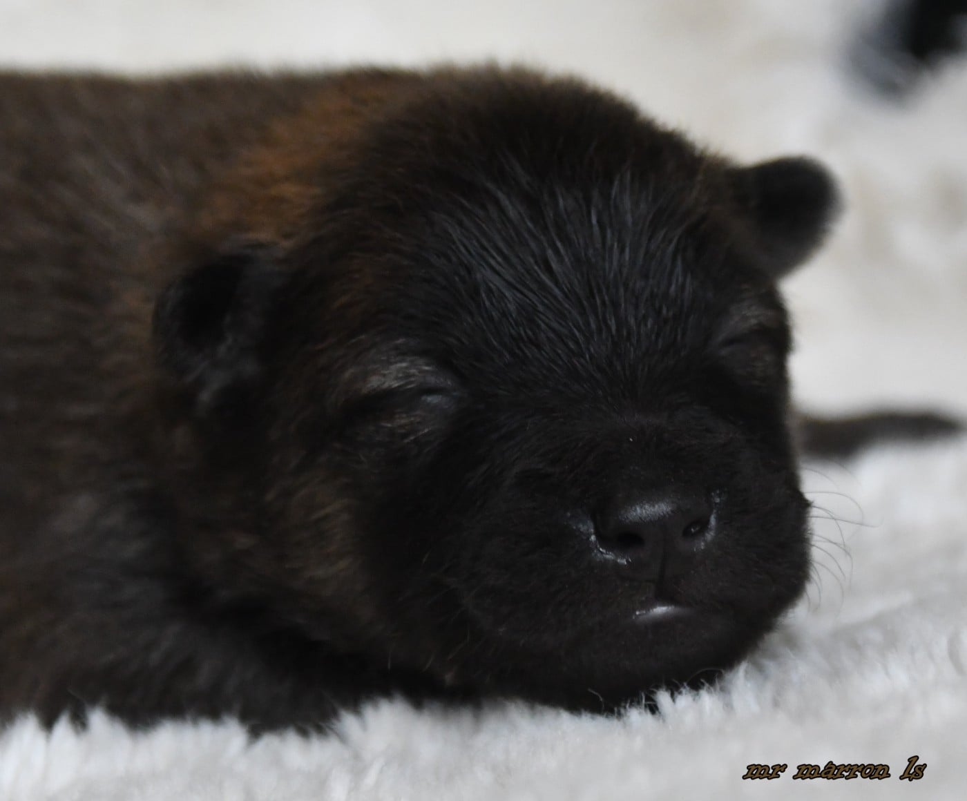 CHIOT 8