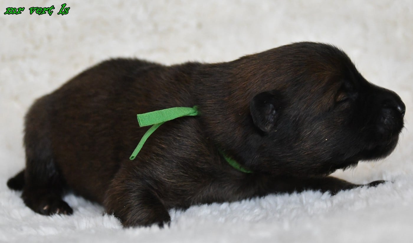 CHIOT 9