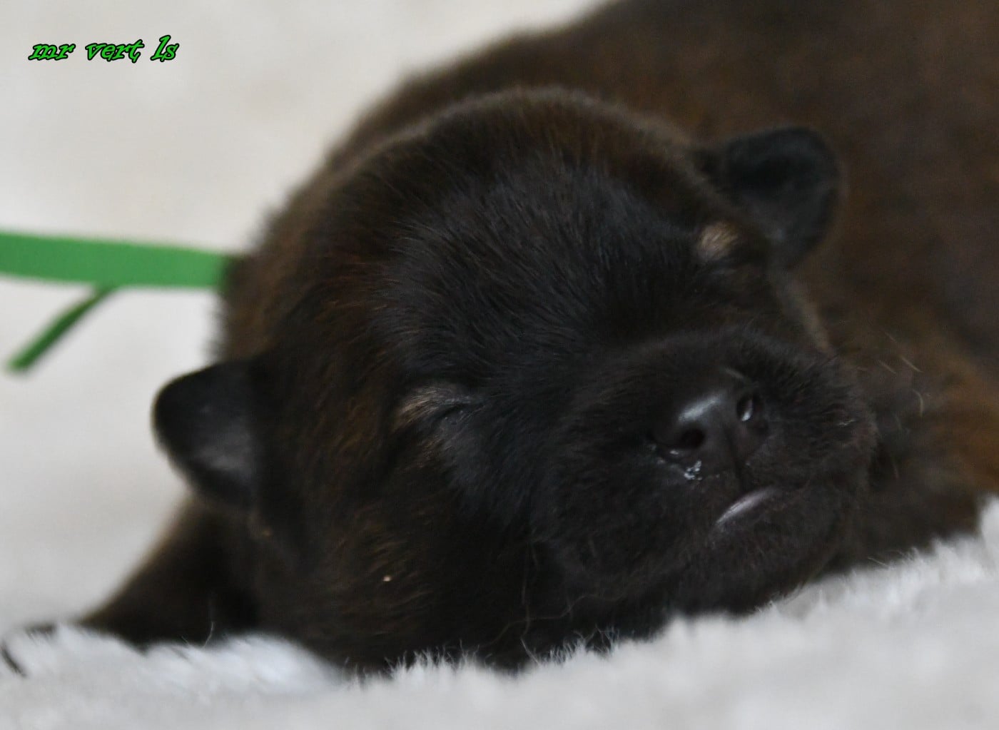 CHIOT 9