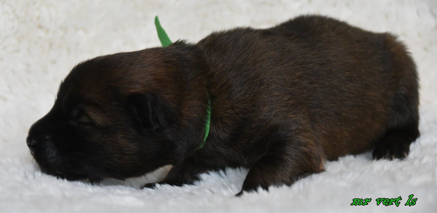 CHIOT 9