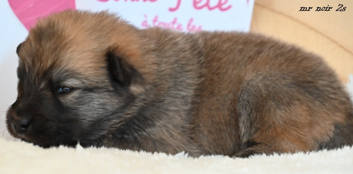 CHIOT 6