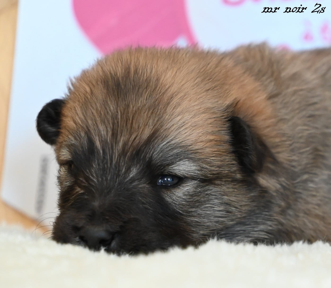 CHIOT 6