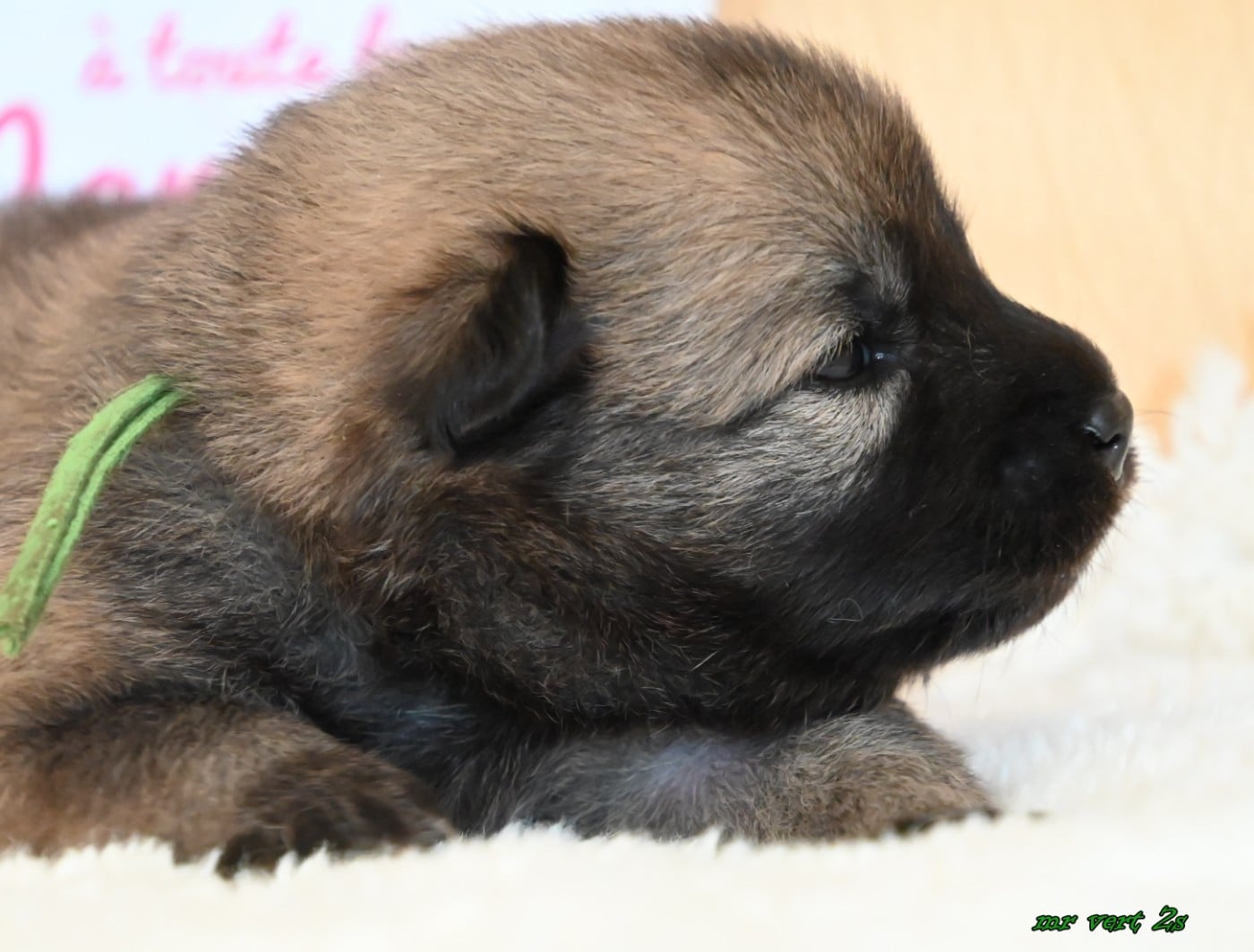 CHIOT 4