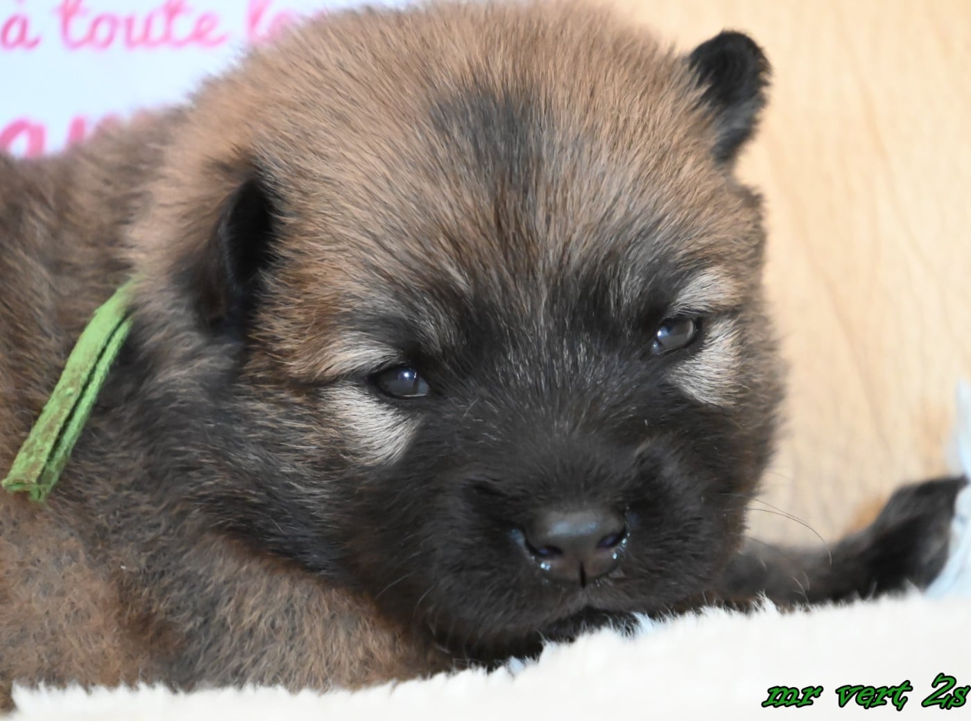 CHIOT 4