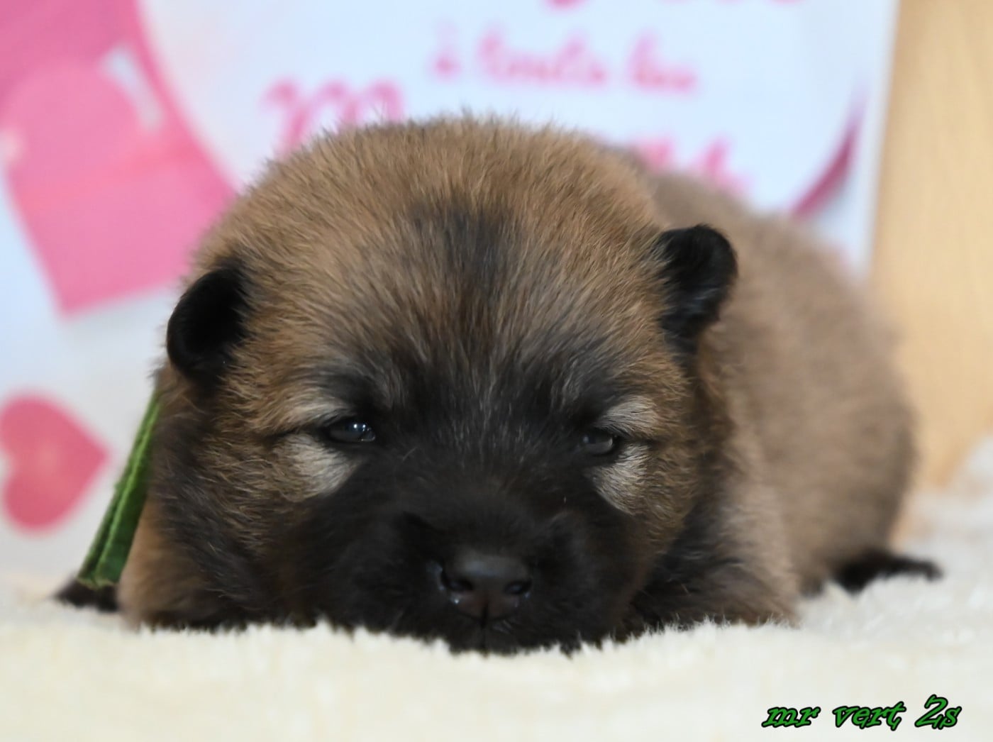 CHIOT 4