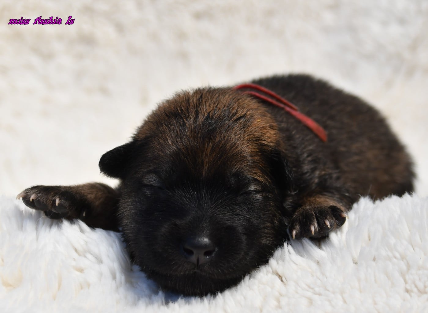 CHIOT 1