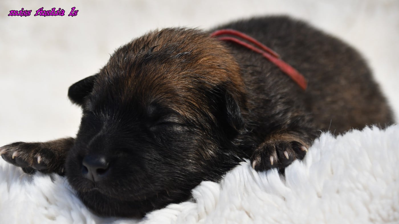CHIOT 1