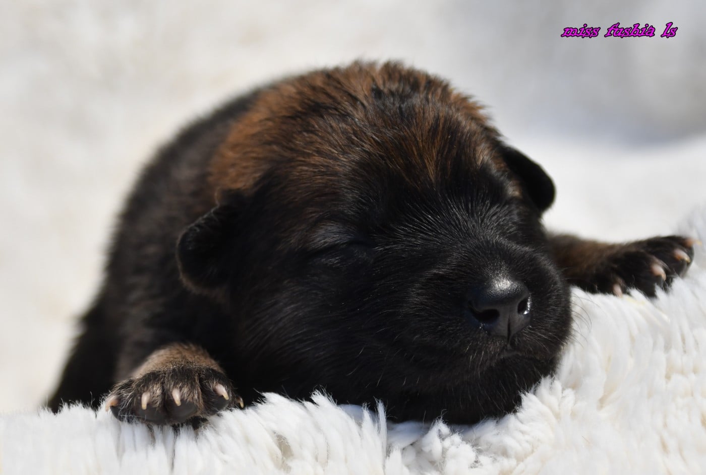 CHIOT 1