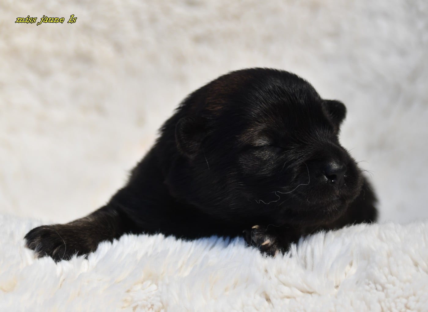 CHIOT 2