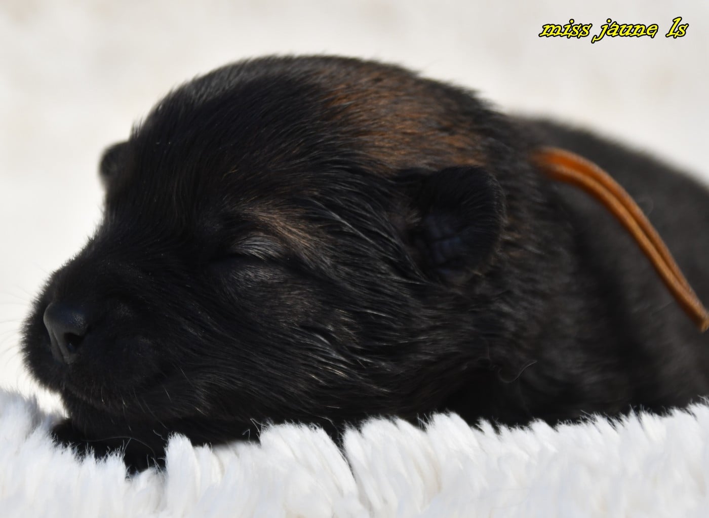 CHIOT 2