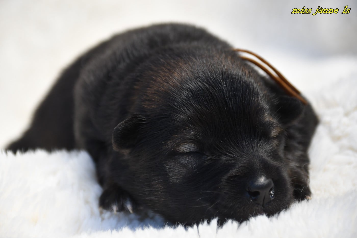 CHIOT 2