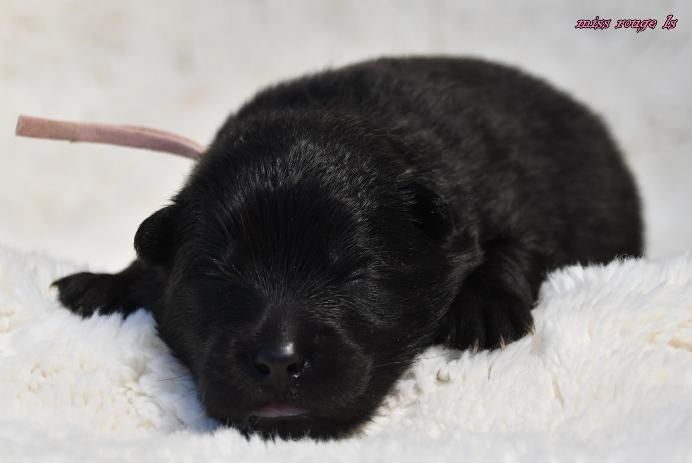 CHIOT 3