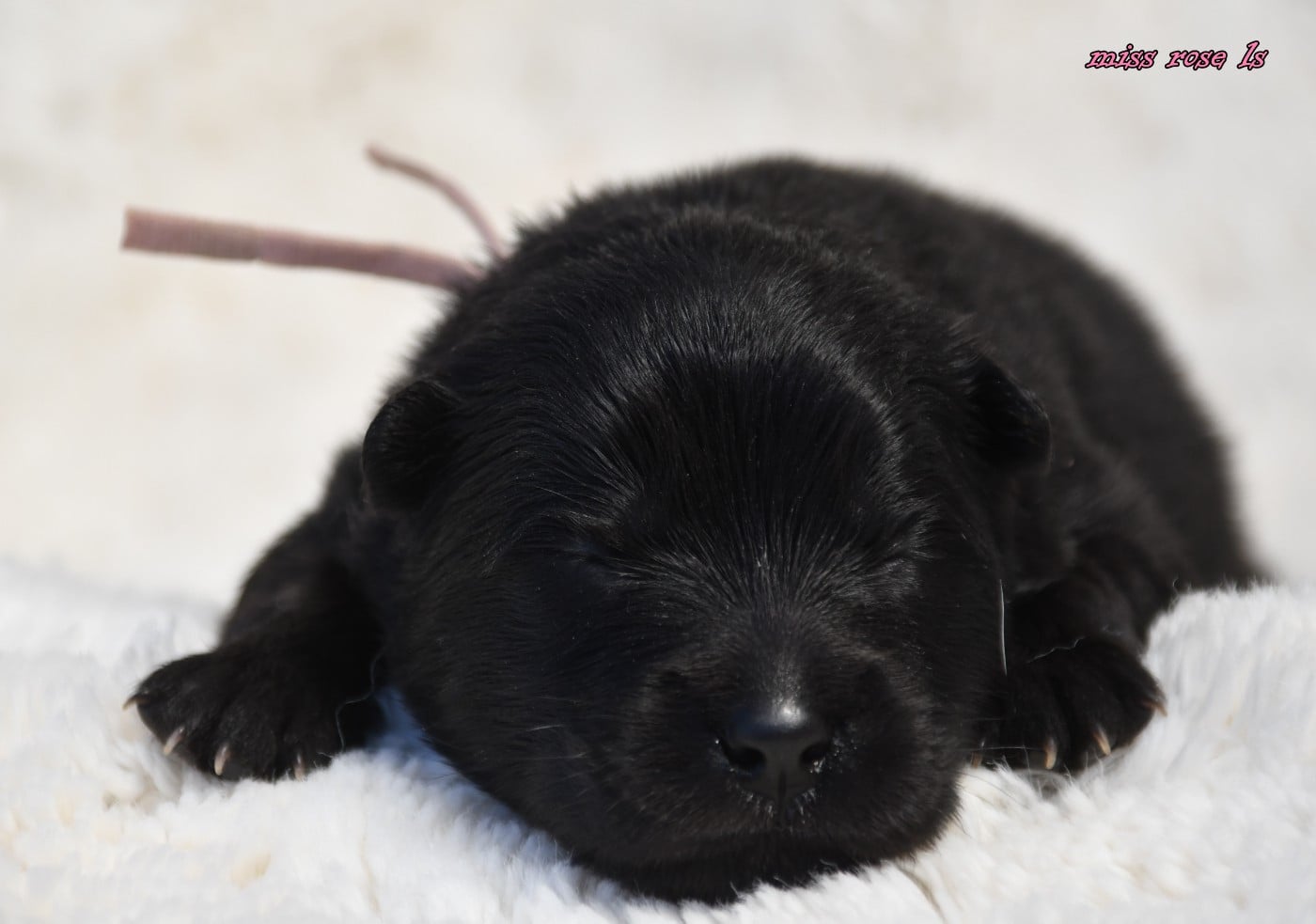 CHIOT 3