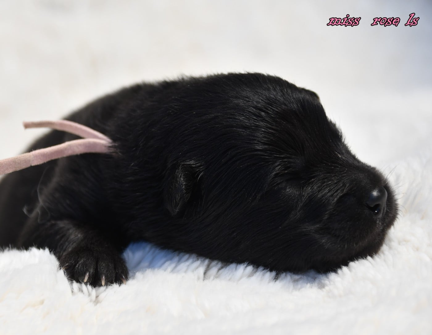 CHIOT 3
