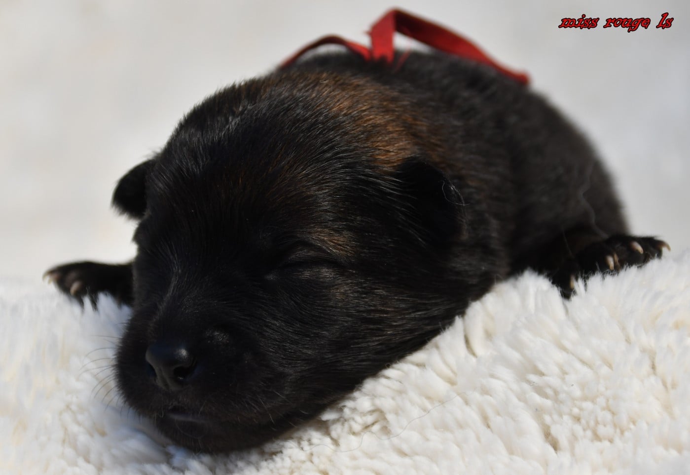 CHIOT 4