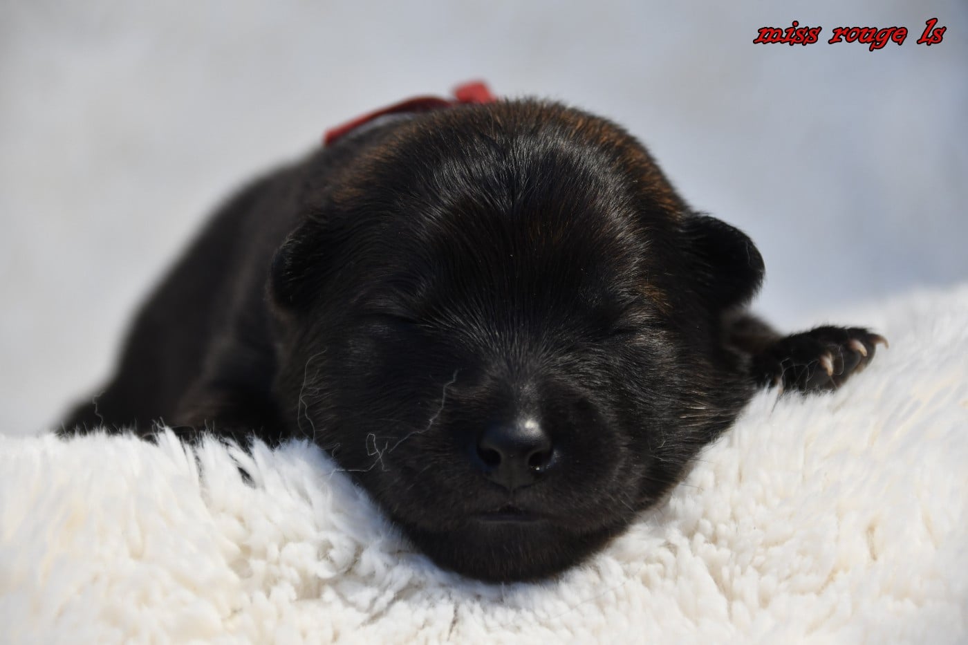 CHIOT 4