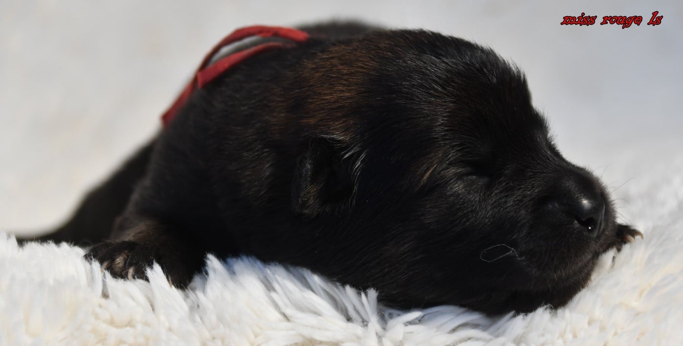 CHIOT 4