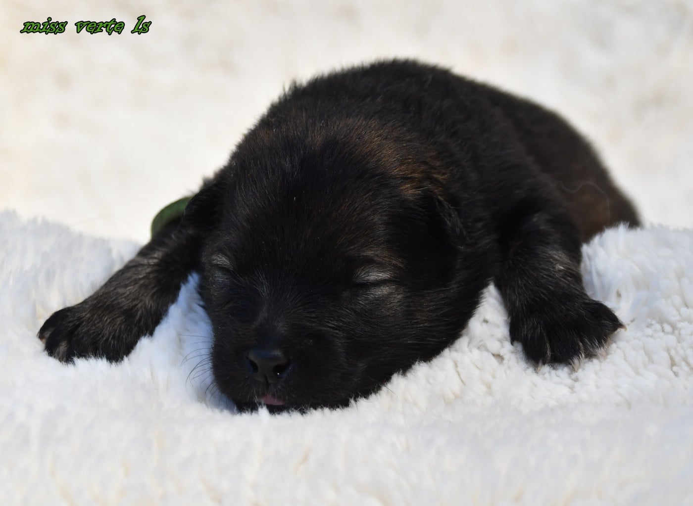 CHIOT 5