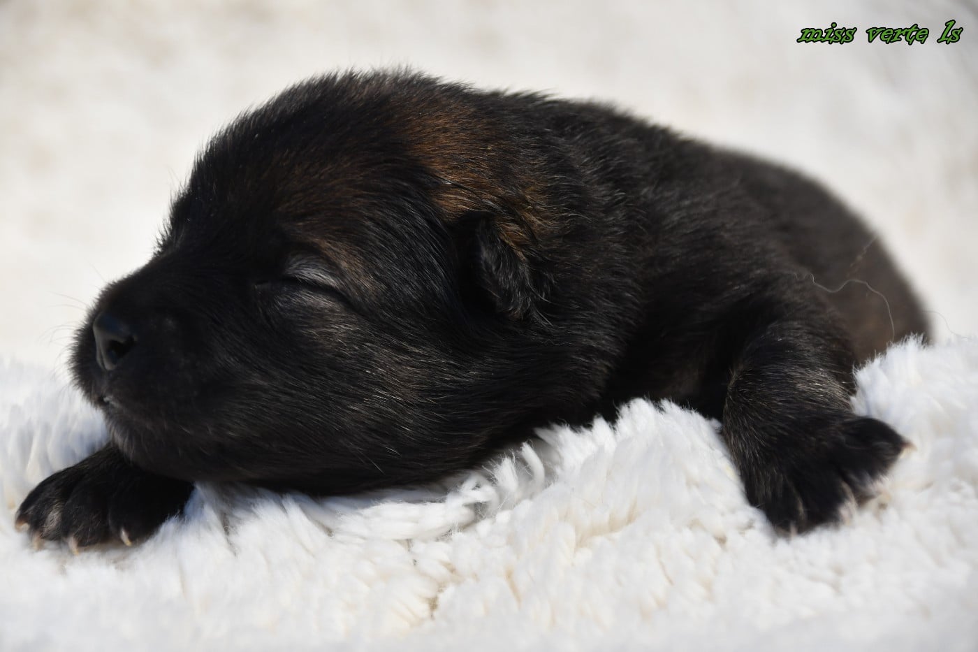 CHIOT 5