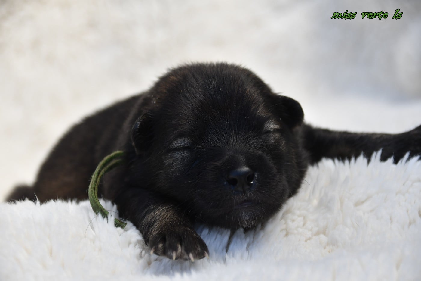 CHIOT 5