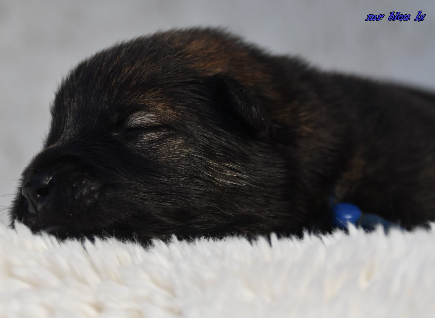 CHIOT 6