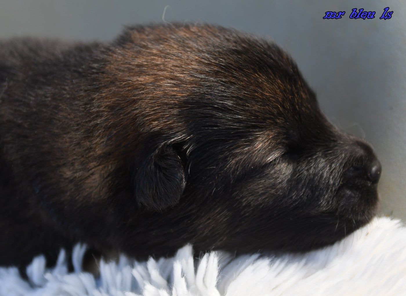 CHIOT 6