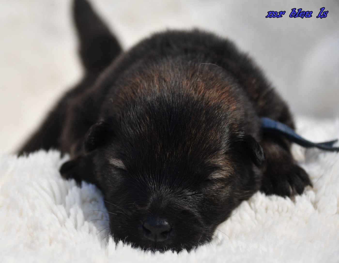 CHIOT 6