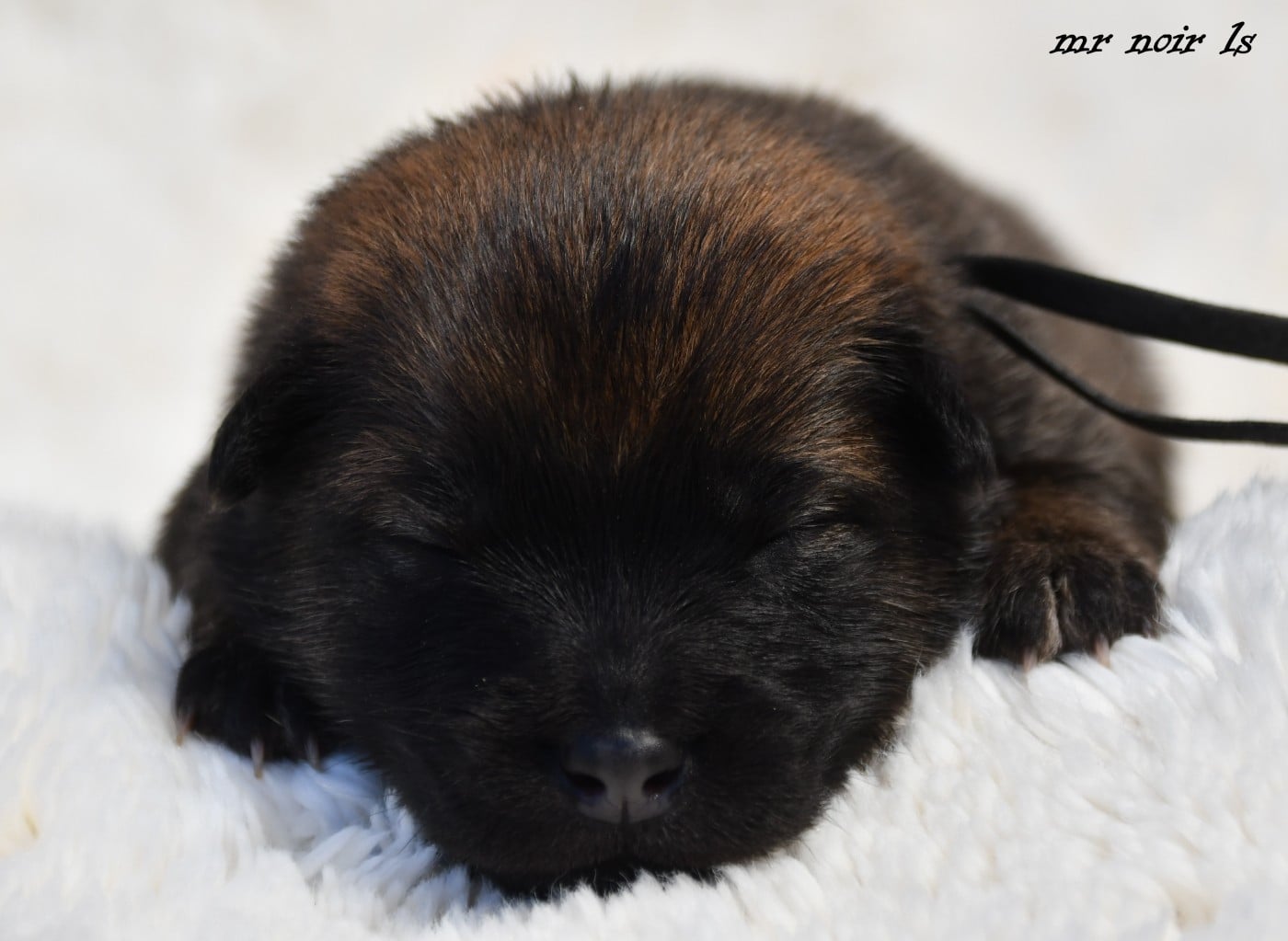 CHIOT 7