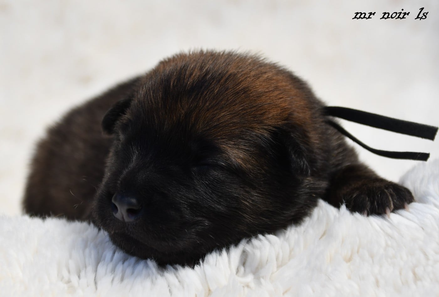 CHIOT 7