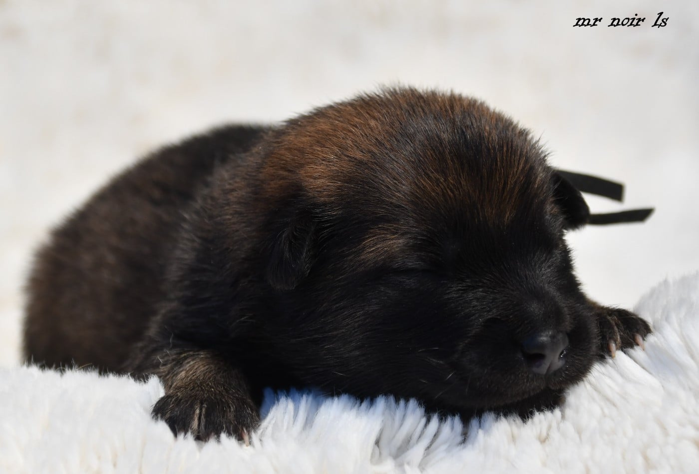 CHIOT 7
