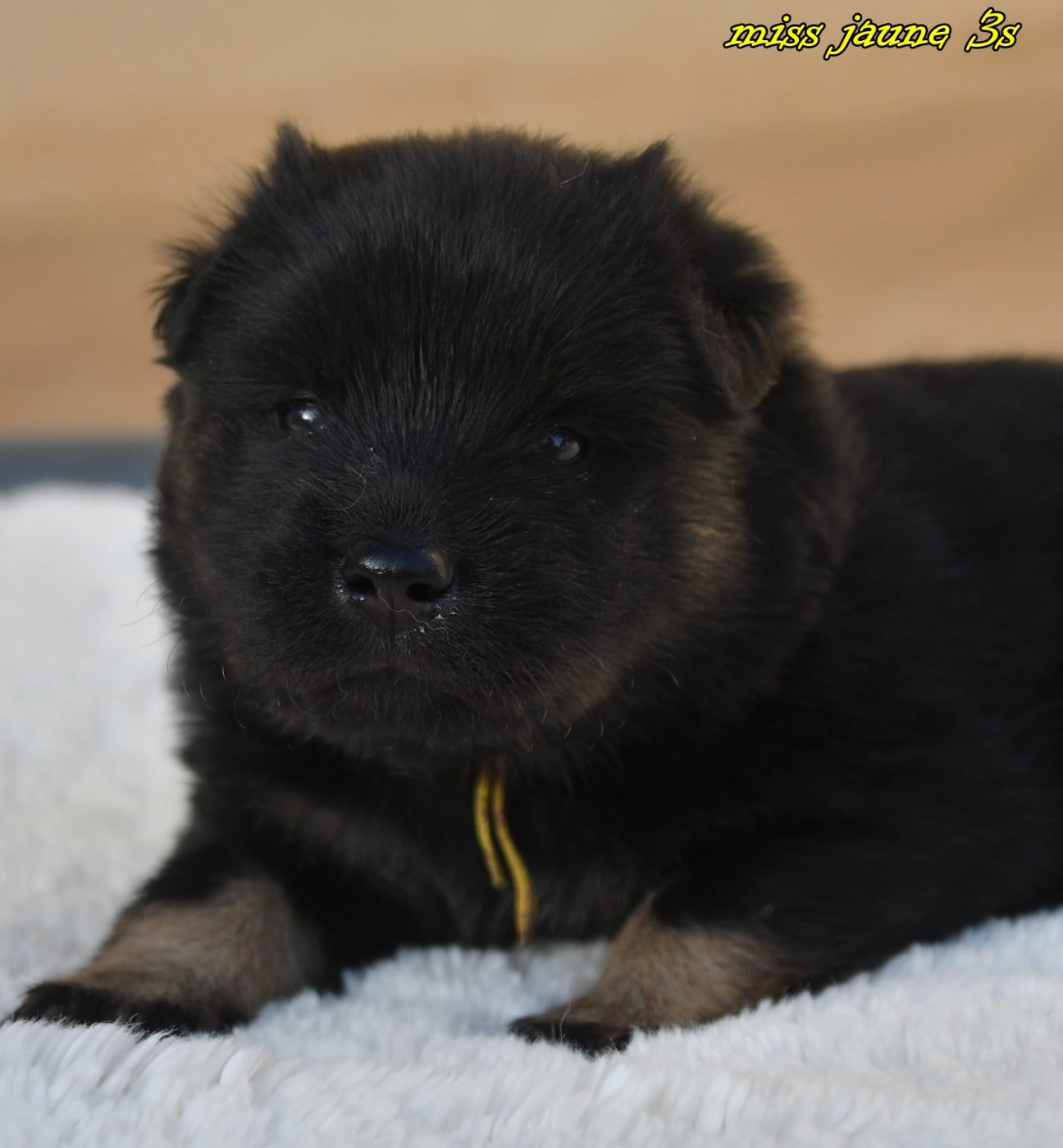 CHIOT 1
