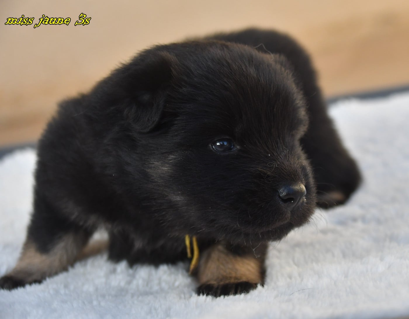 CHIOT 1