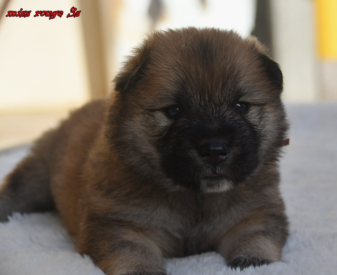 CHIOT 2