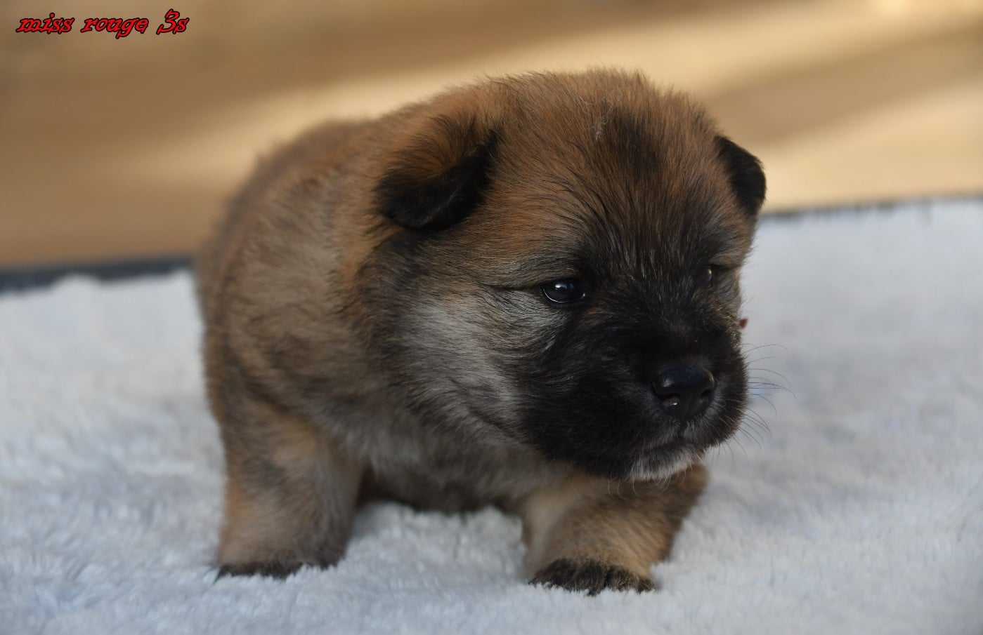 CHIOT 2