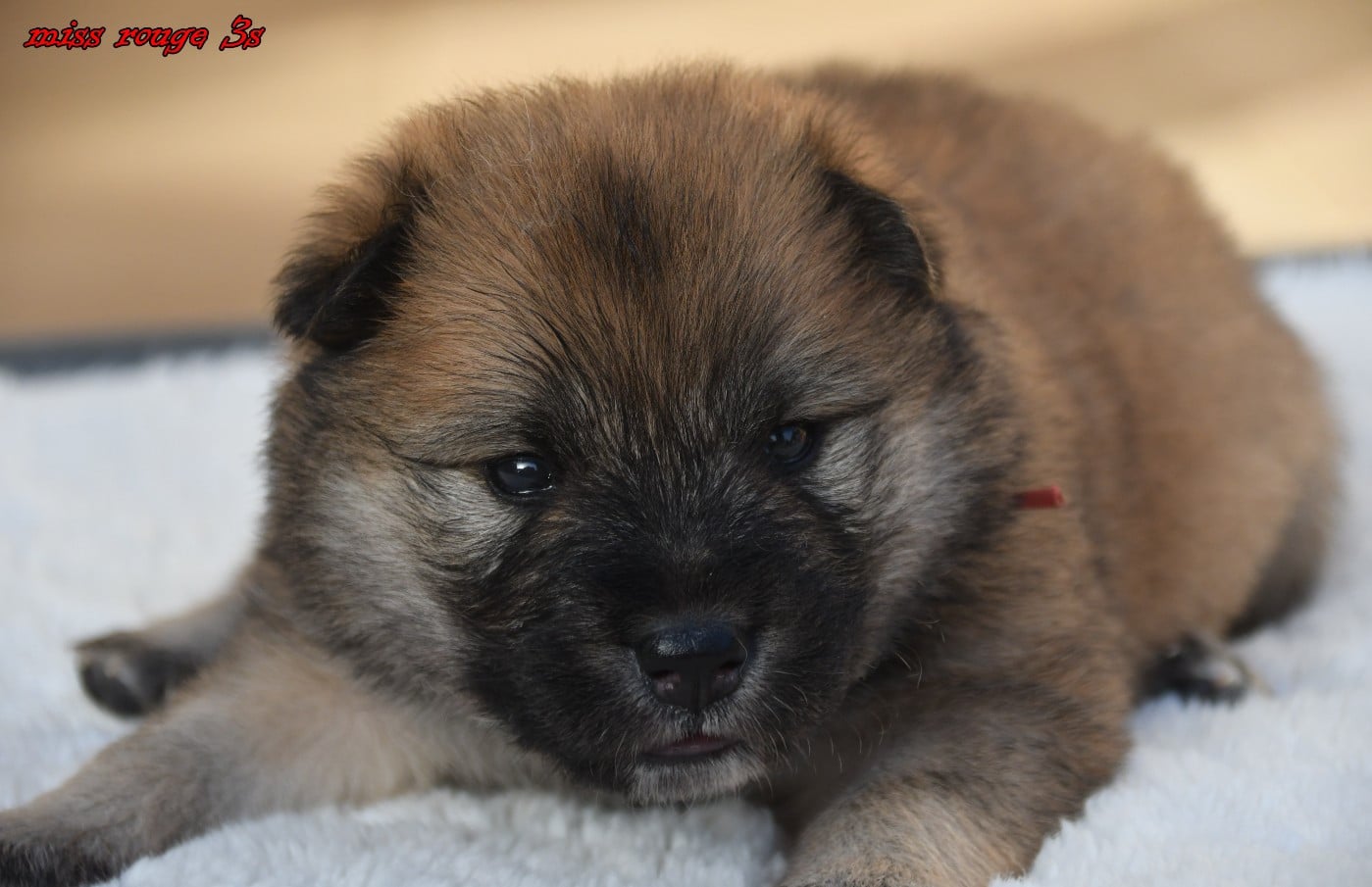 CHIOT 2