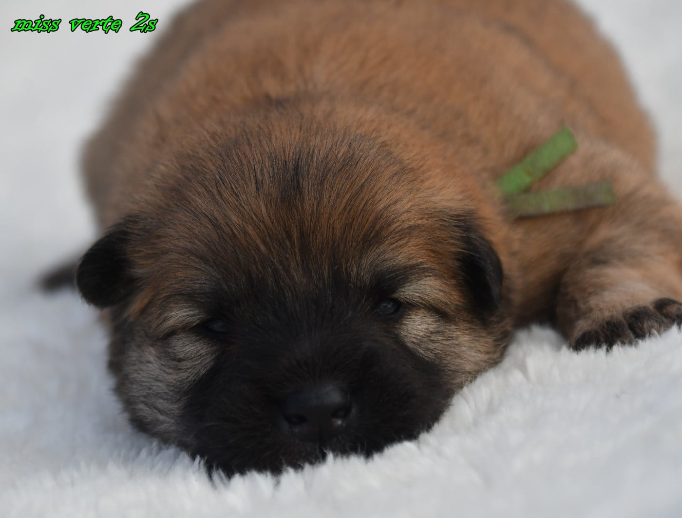 CHIOT 3