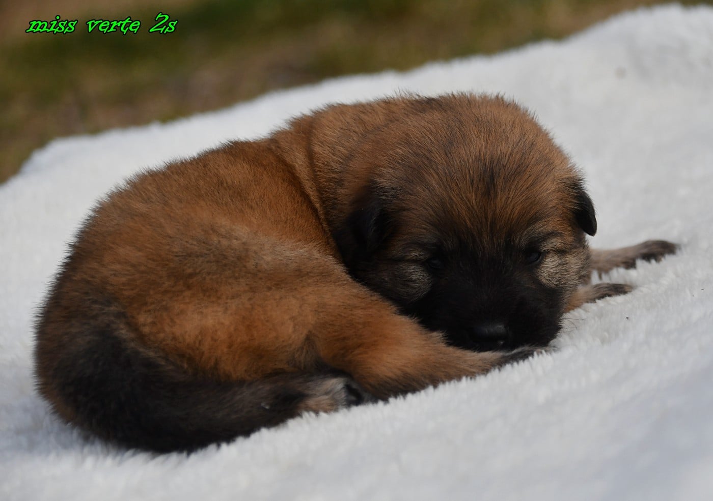 CHIOT 3