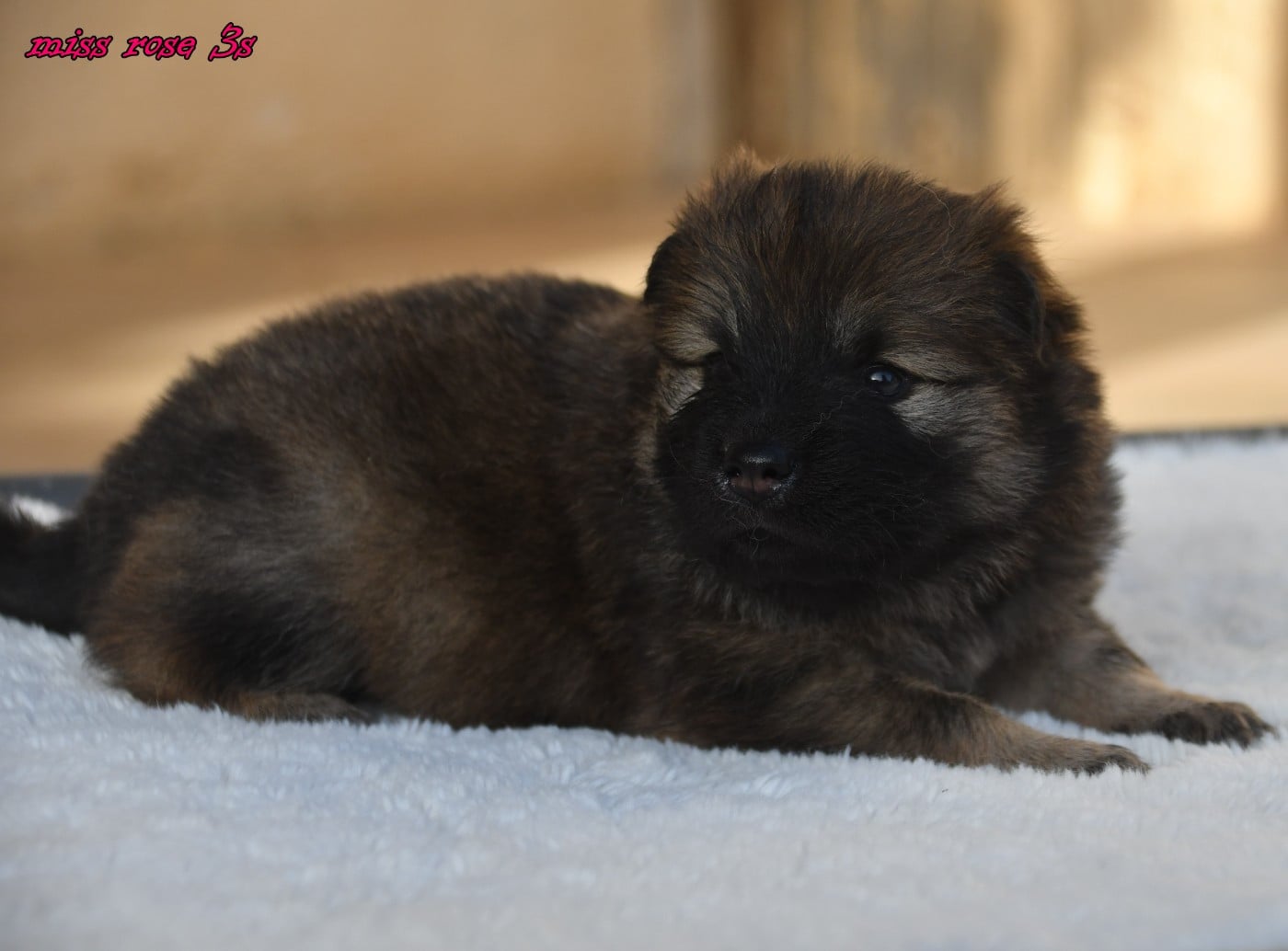 CHIOT 4
