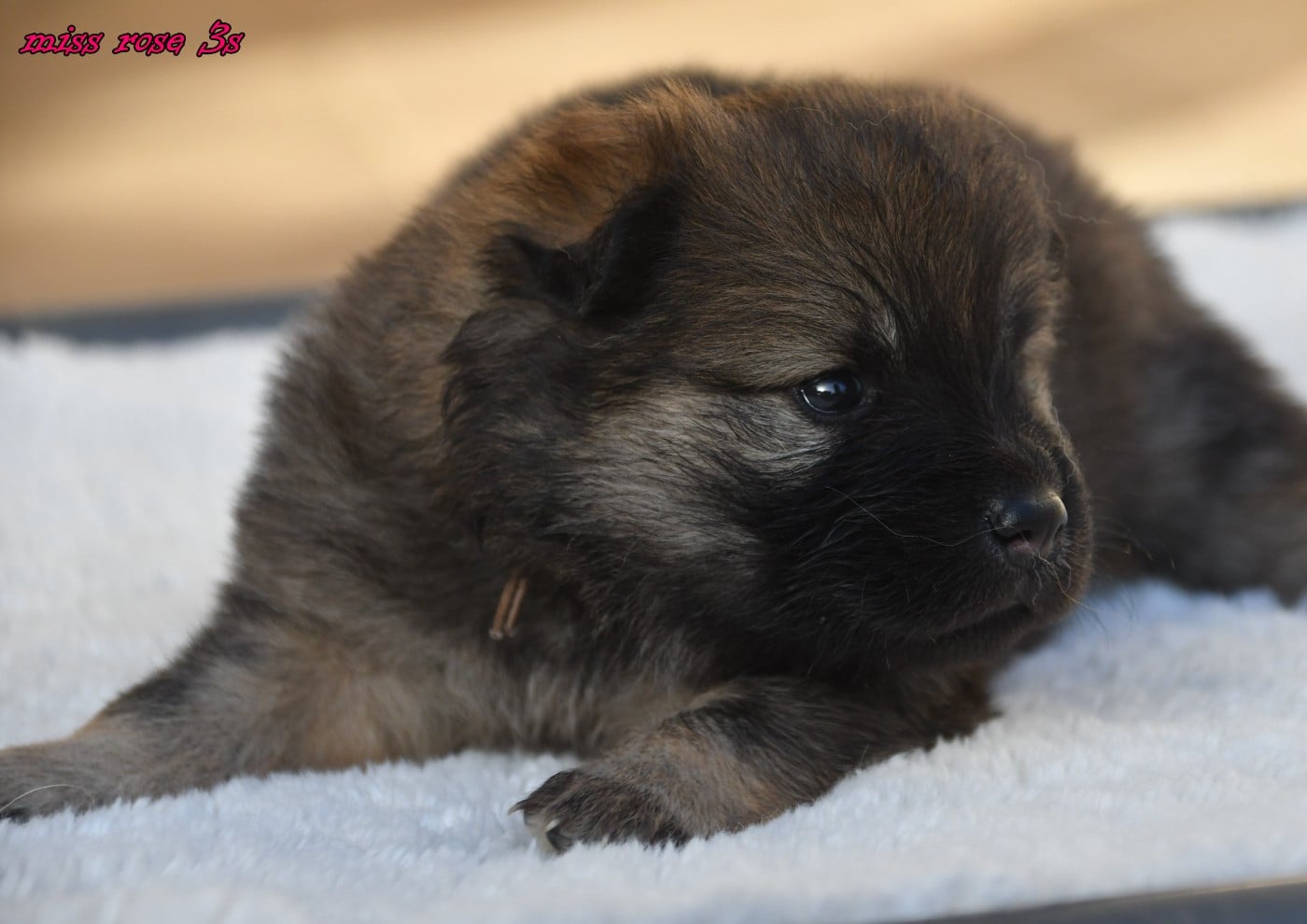 CHIOT 4