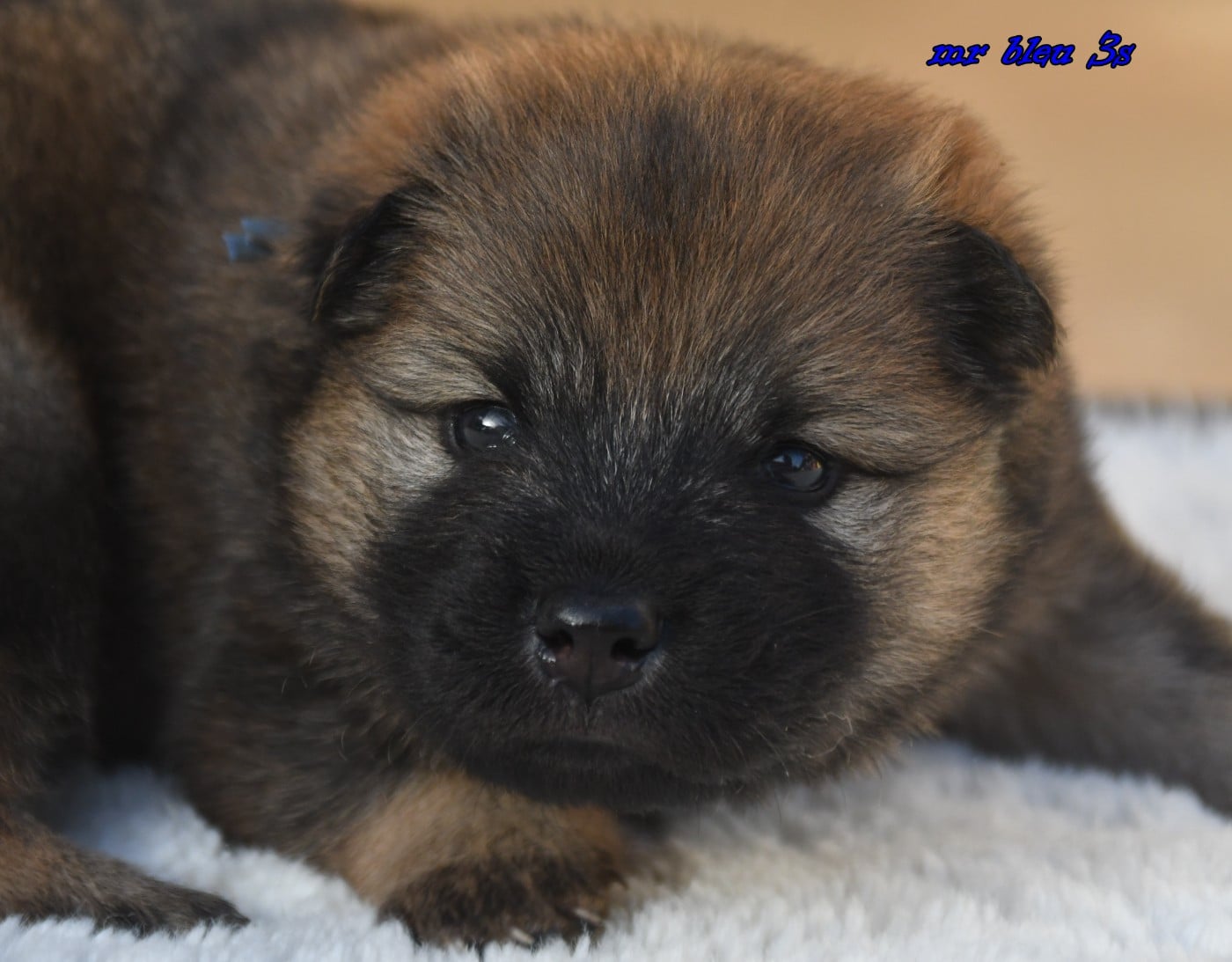 CHIOT 5
