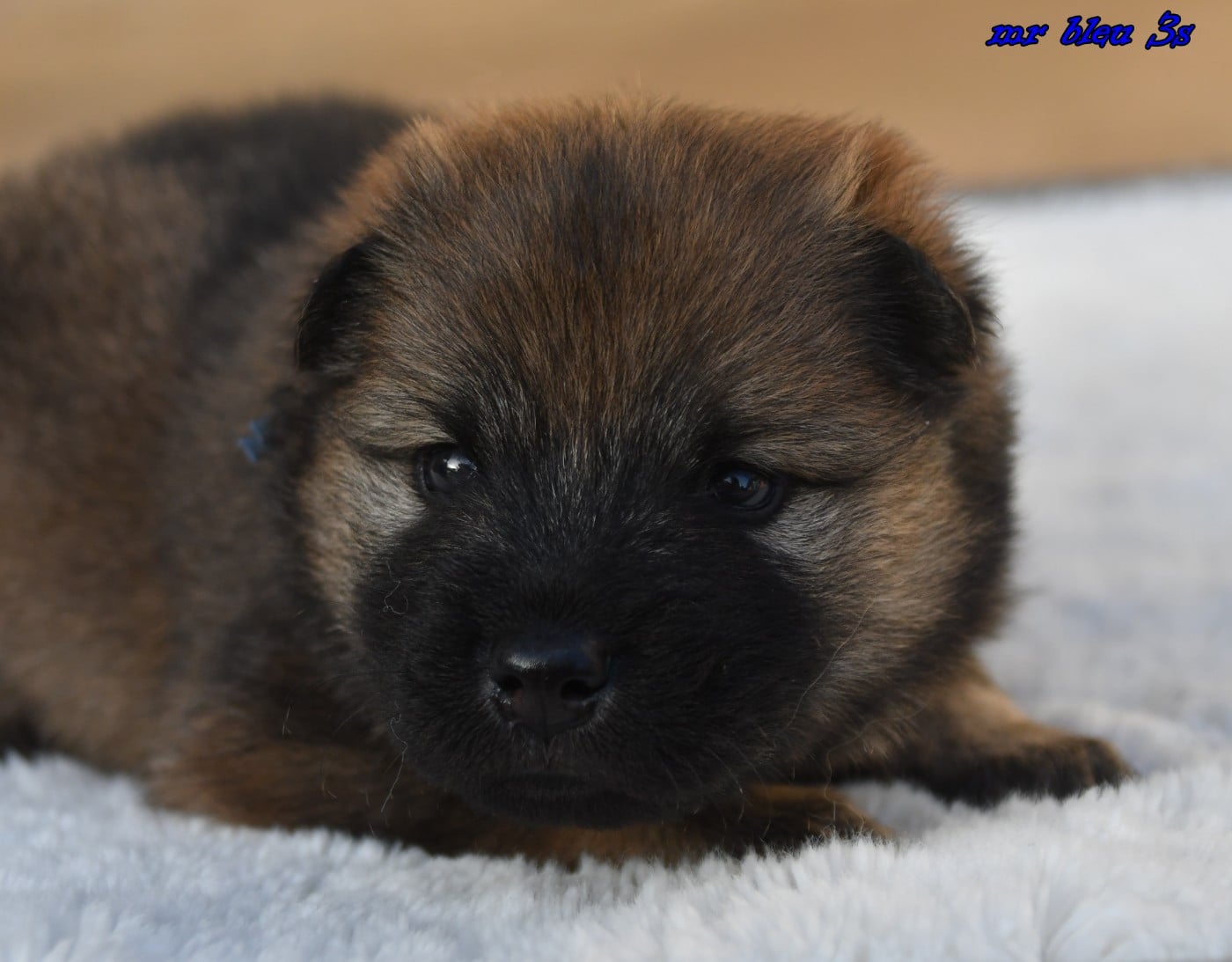 CHIOT 5