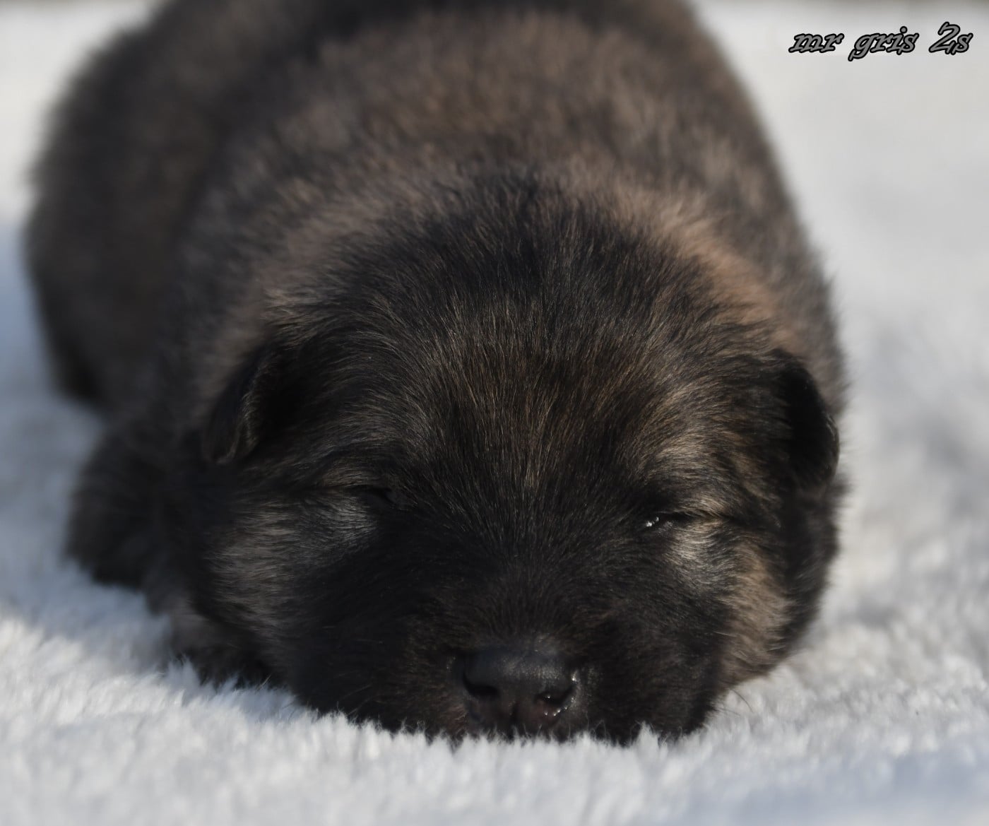 CHIOT 6