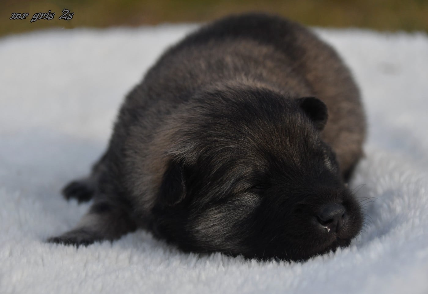 CHIOT 6