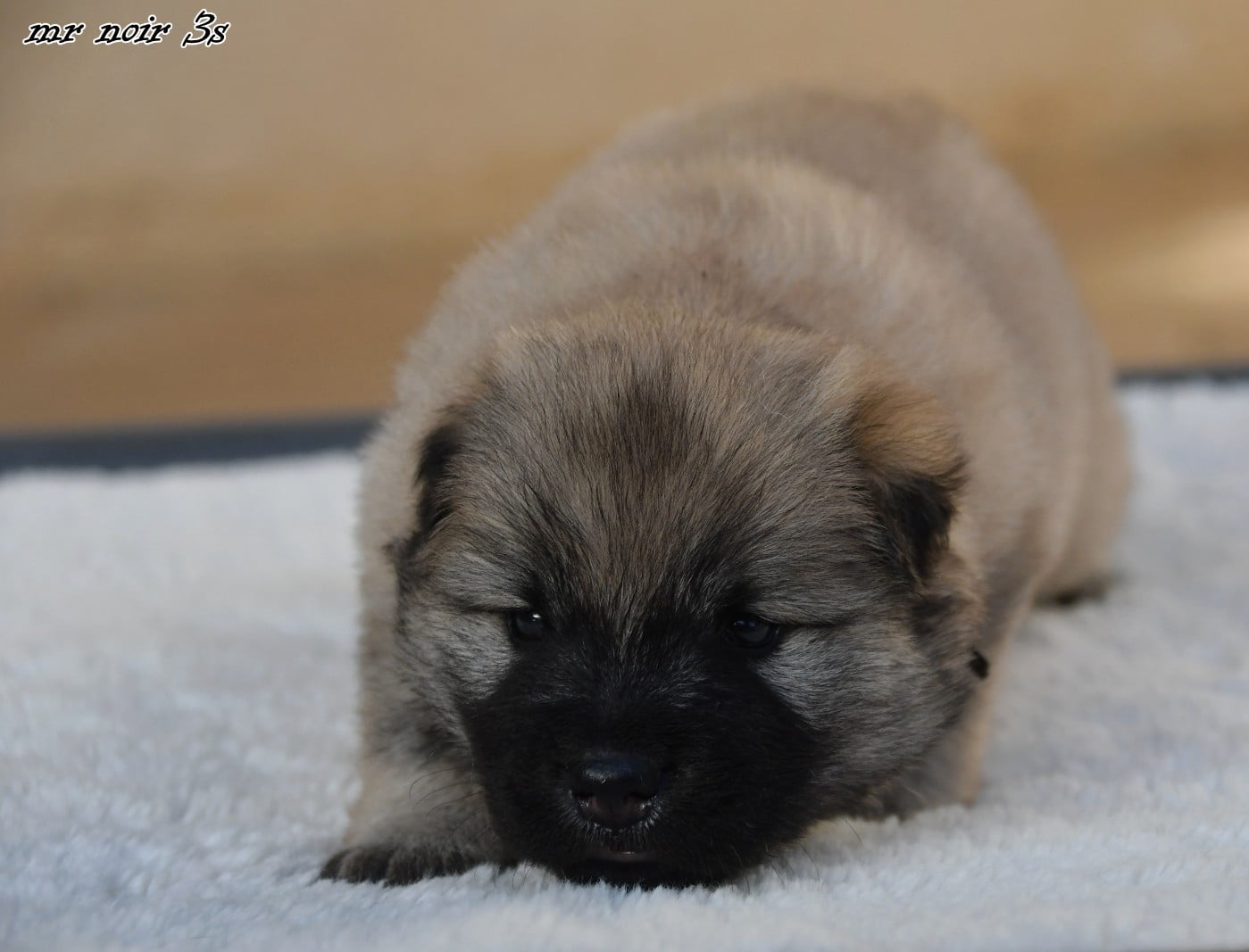 CHIOT 7